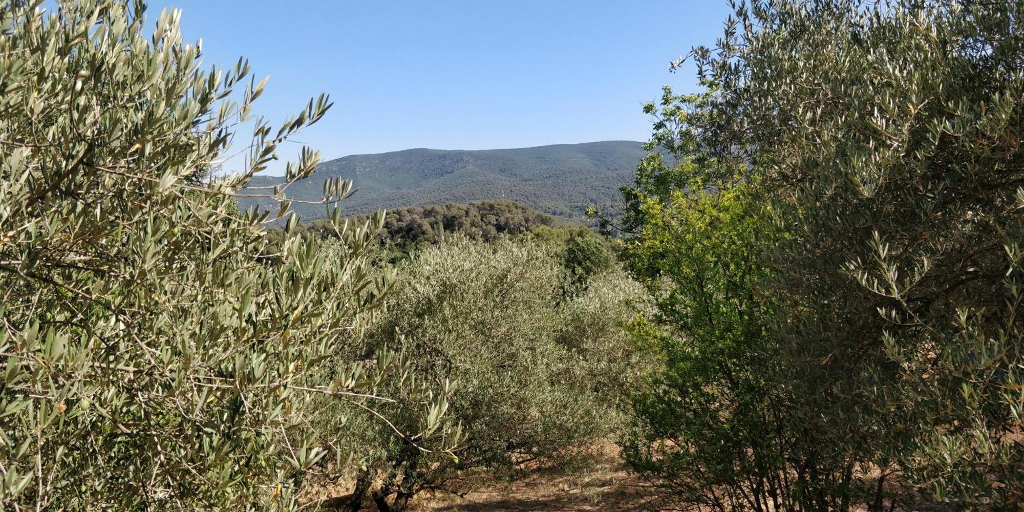Villa Cigalons En Pleine Pinede Avec Piscine Chauffee De Mai A Septembre Auriol ภายนอก รูปภาพ